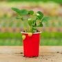 Strawberry – Allstar – 4.5″ Pot